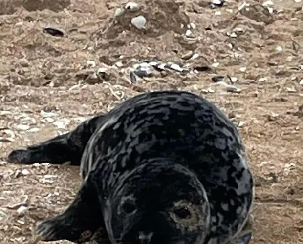Le Lagon De Leon Escapade A Deux En Front De Mer, Avec Acces Direct Et Privatif A La Plage, Sur La Promenade Marcel Proust A (adults Only) Apartment Cabourg