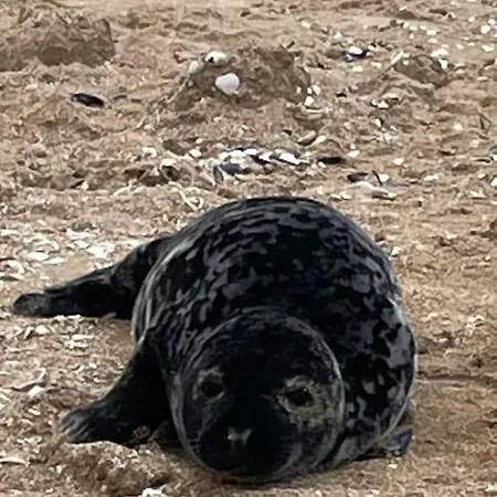 Le Lagon De Léon, Escapade à Deux En Front De Accès Direct Et Privatif à La Plage&promenade Marcel Proust Apartamento Cabourg